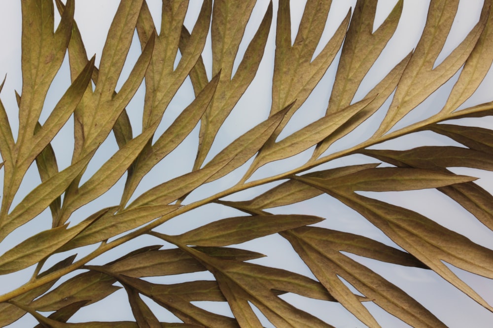 brown plant in close up photography