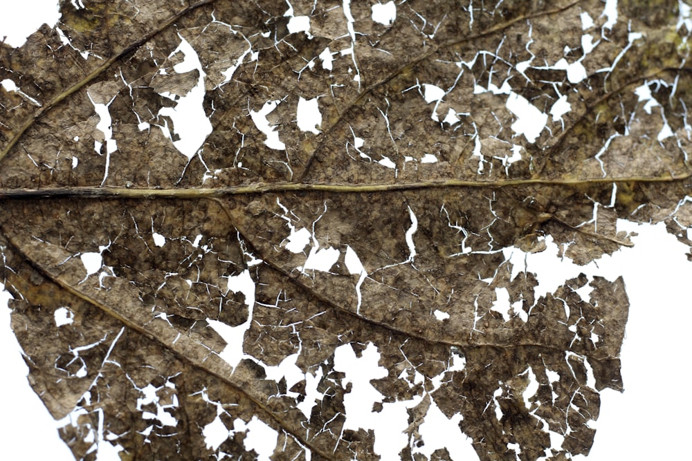 Photo en niveaux de gris de feuilles d’érable