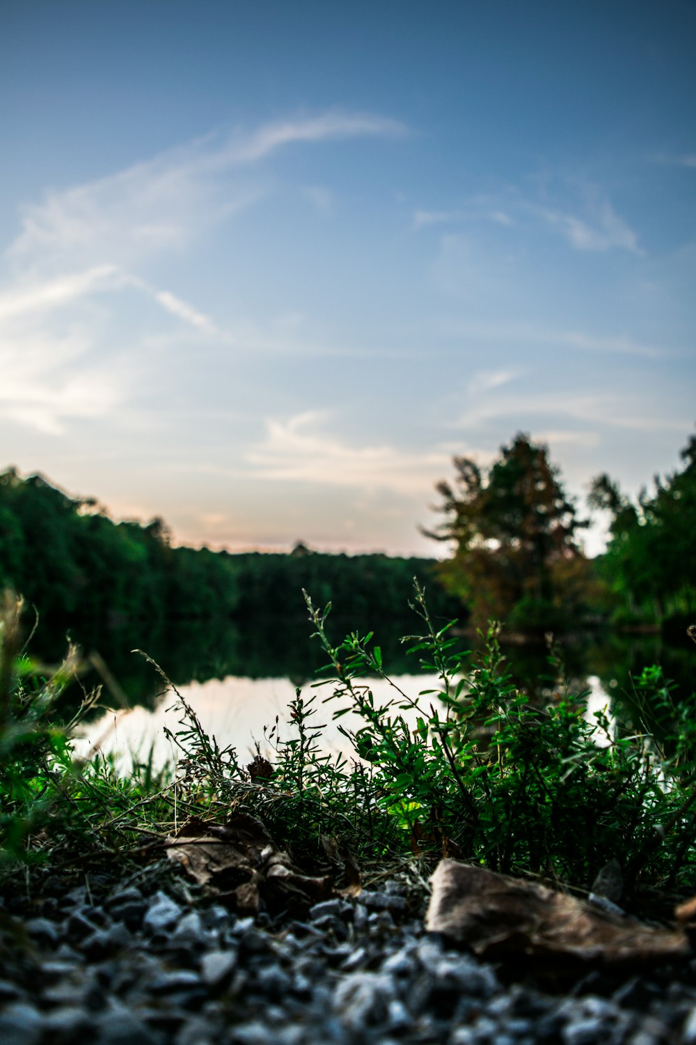 Herbe verte et arbres près du lac sous ciel bleu pendant la journée