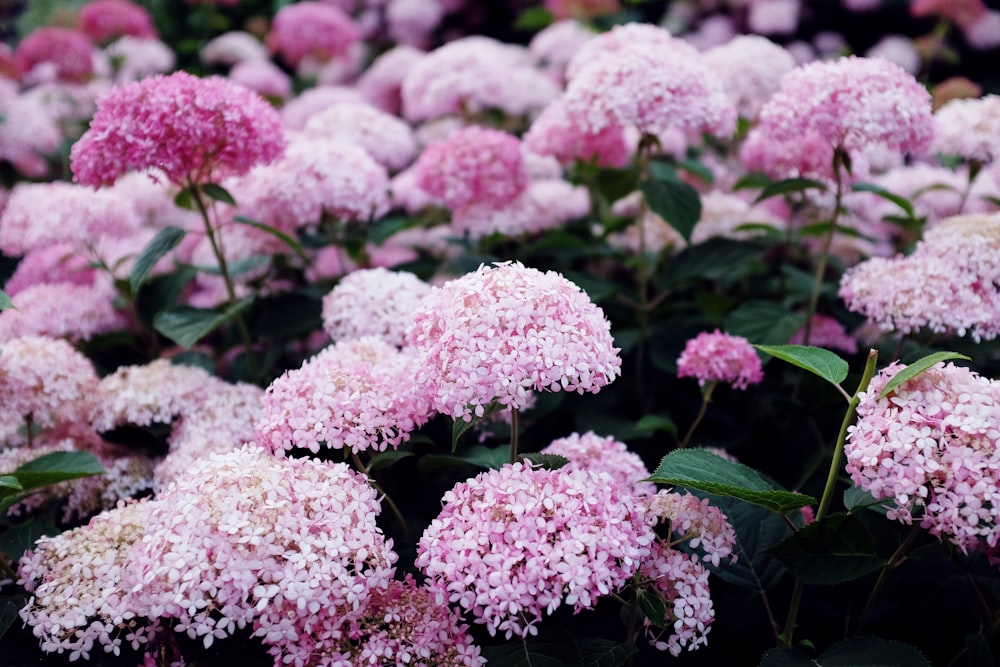 pink and white flowers in tilt shift lens