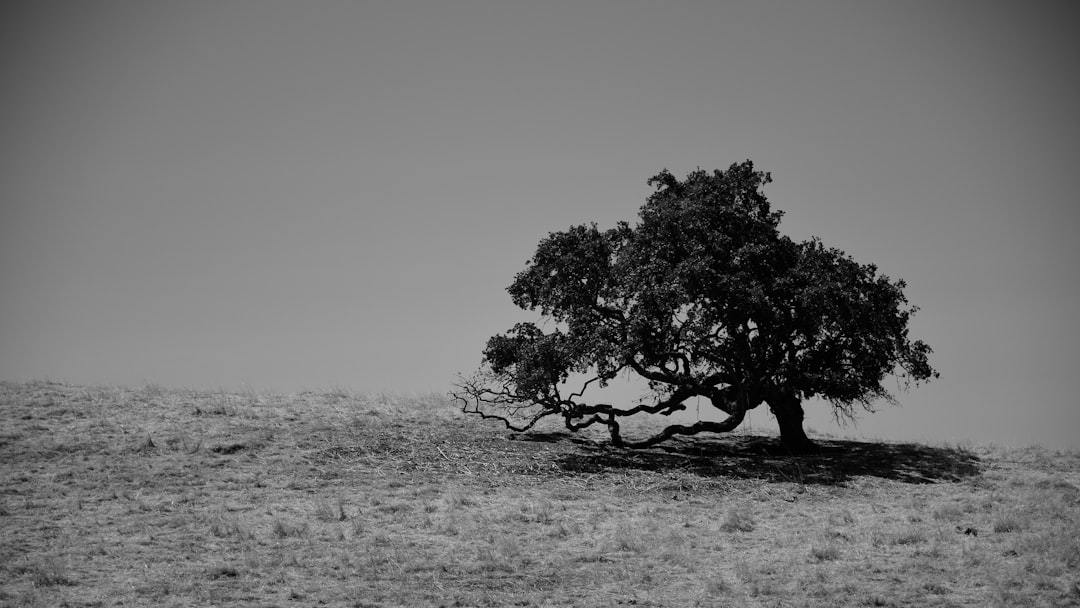 grayscale photo of tree on field