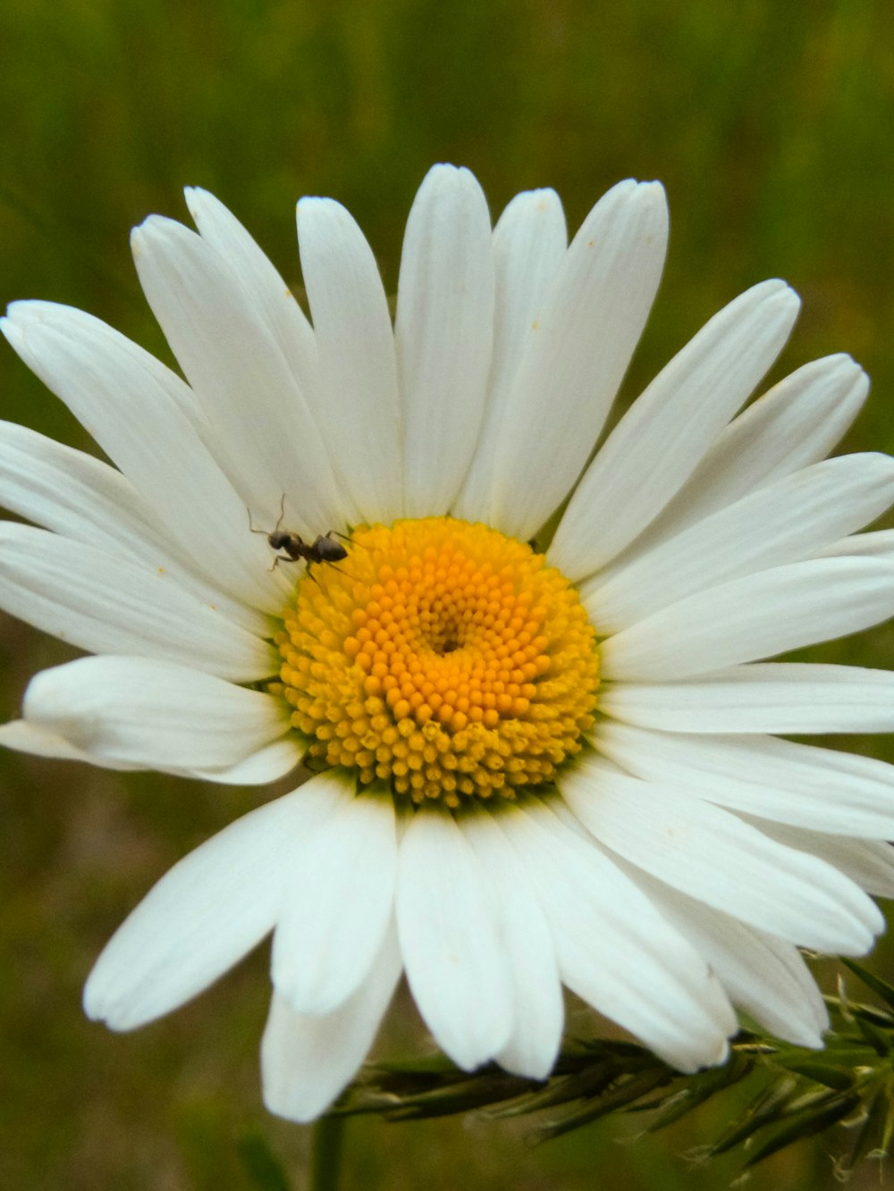 black and brown bug on white daisy in close up photography during daytime