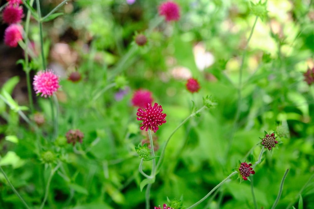 pink flowers in tilt shift lens