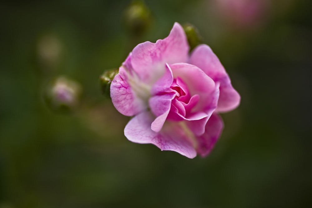 pink flower in tilt shift lens