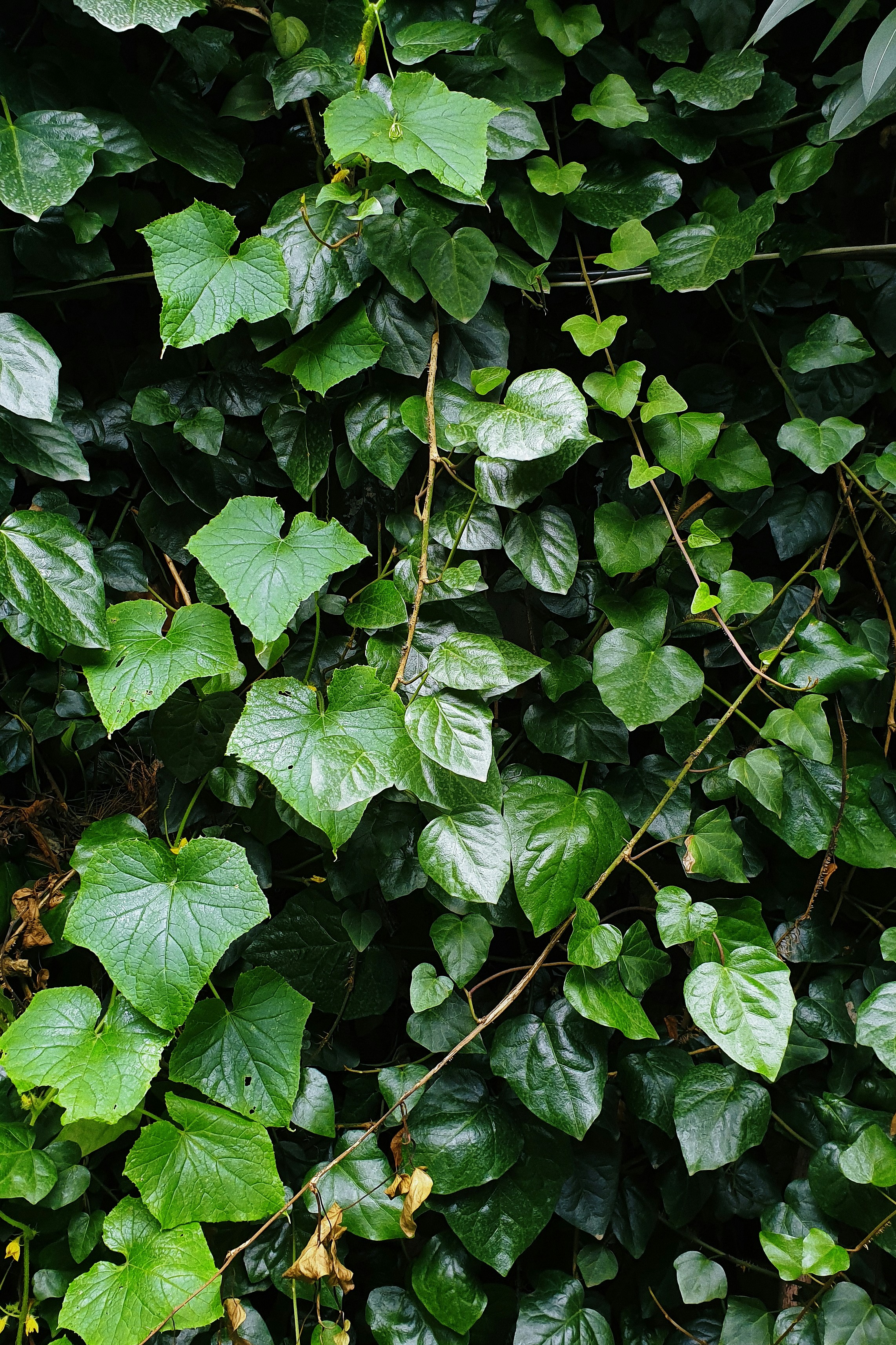 green plant with green leaves