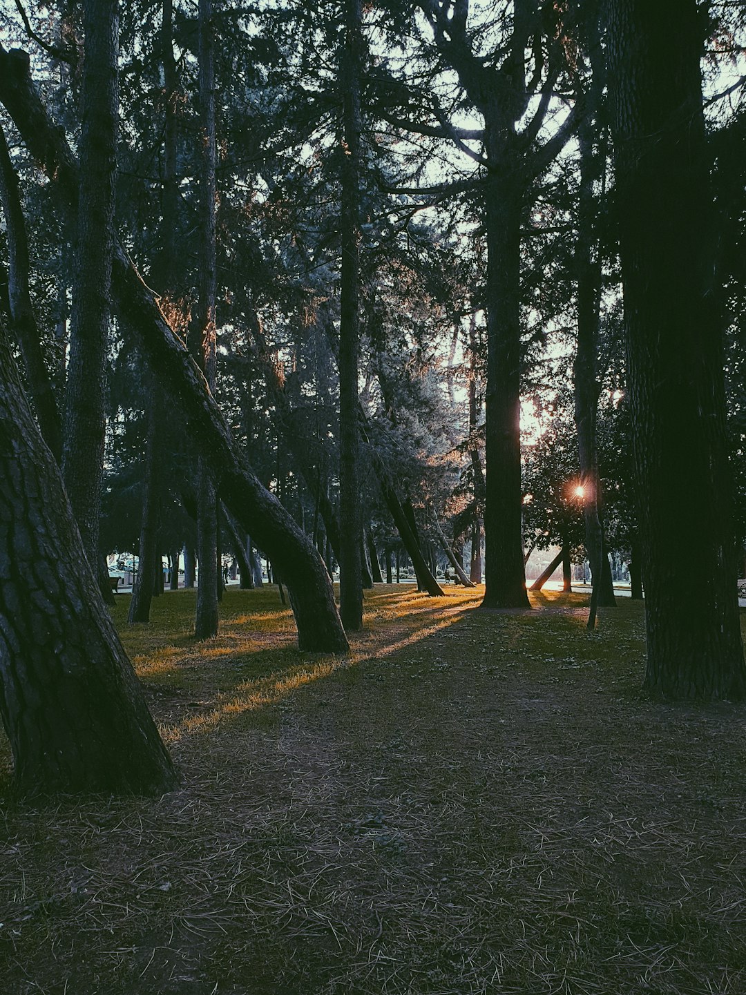 Forest photo spot Batumi Georgia