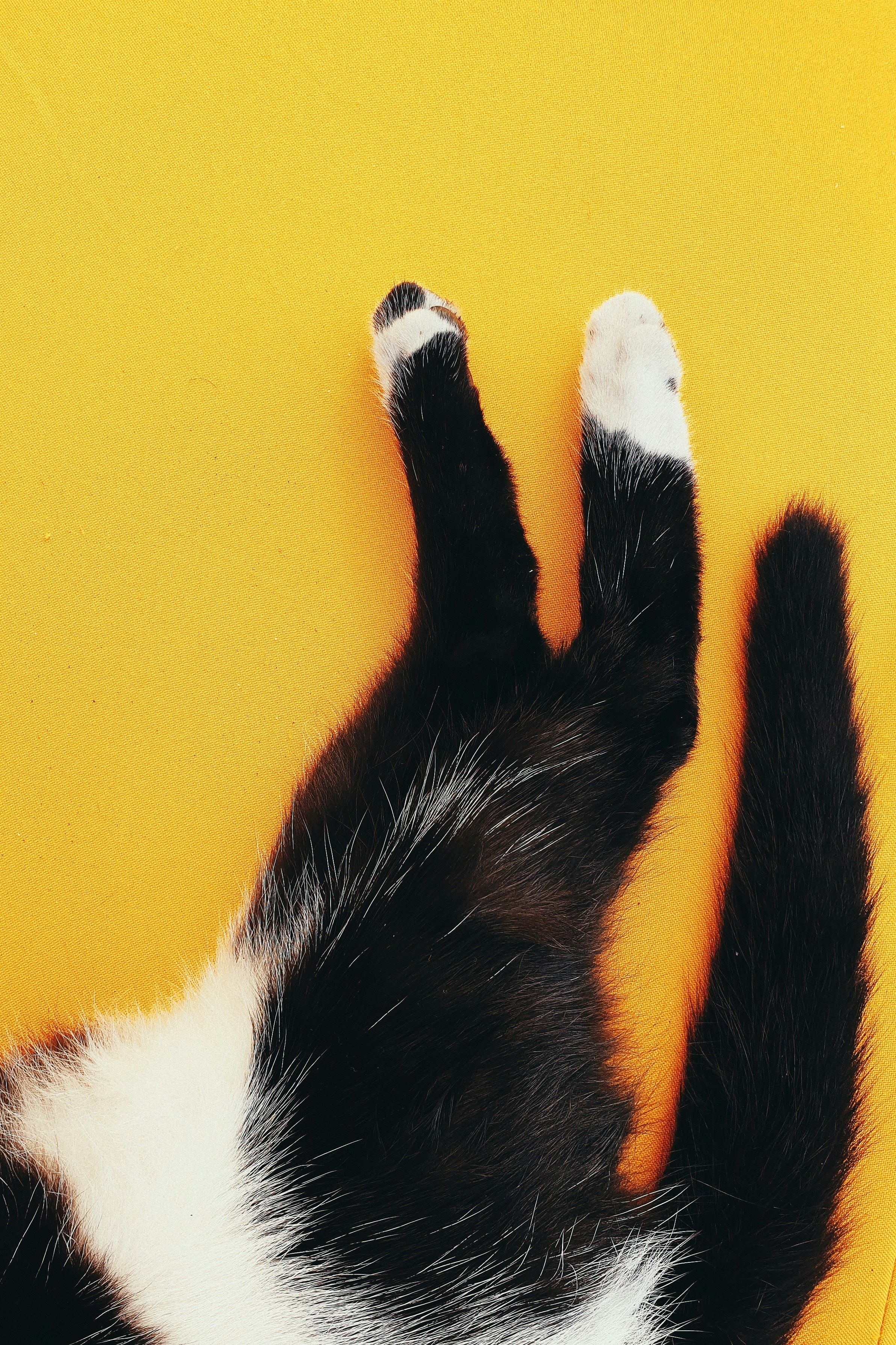 Fast Tail Flicking: Annoyance or Overstimulation (image credits: unsplash)