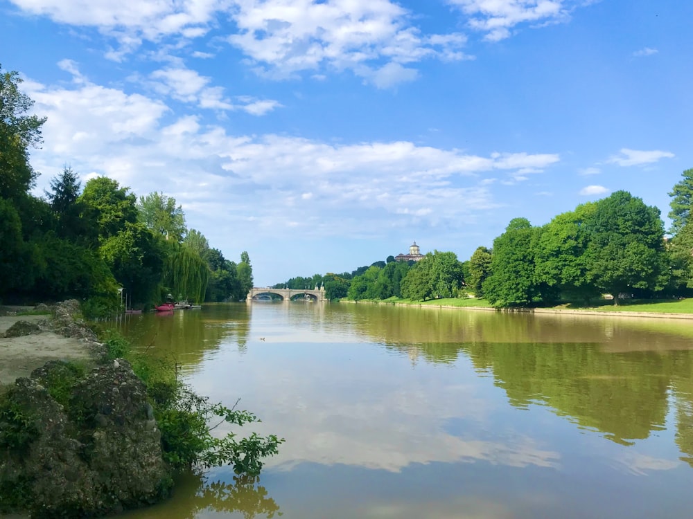 green trees beside river under blue sky during daytime