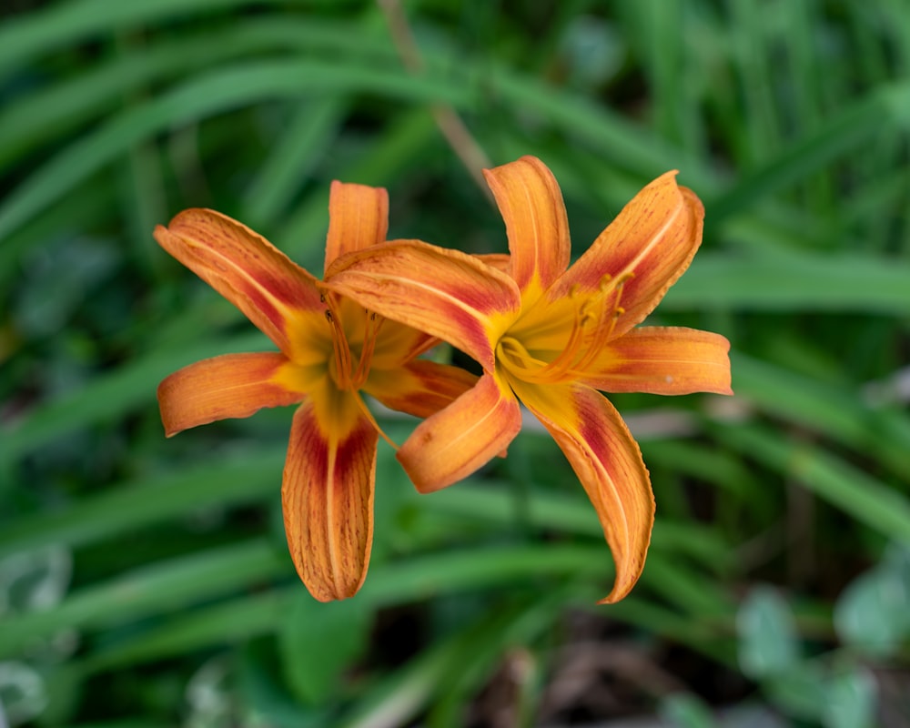 Flor de naranjo en lente de cambio de inclinación