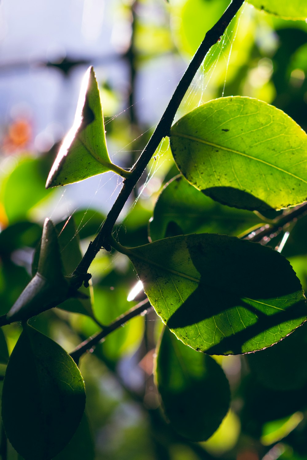 클로즈업 사진의 녹색 잎 식물