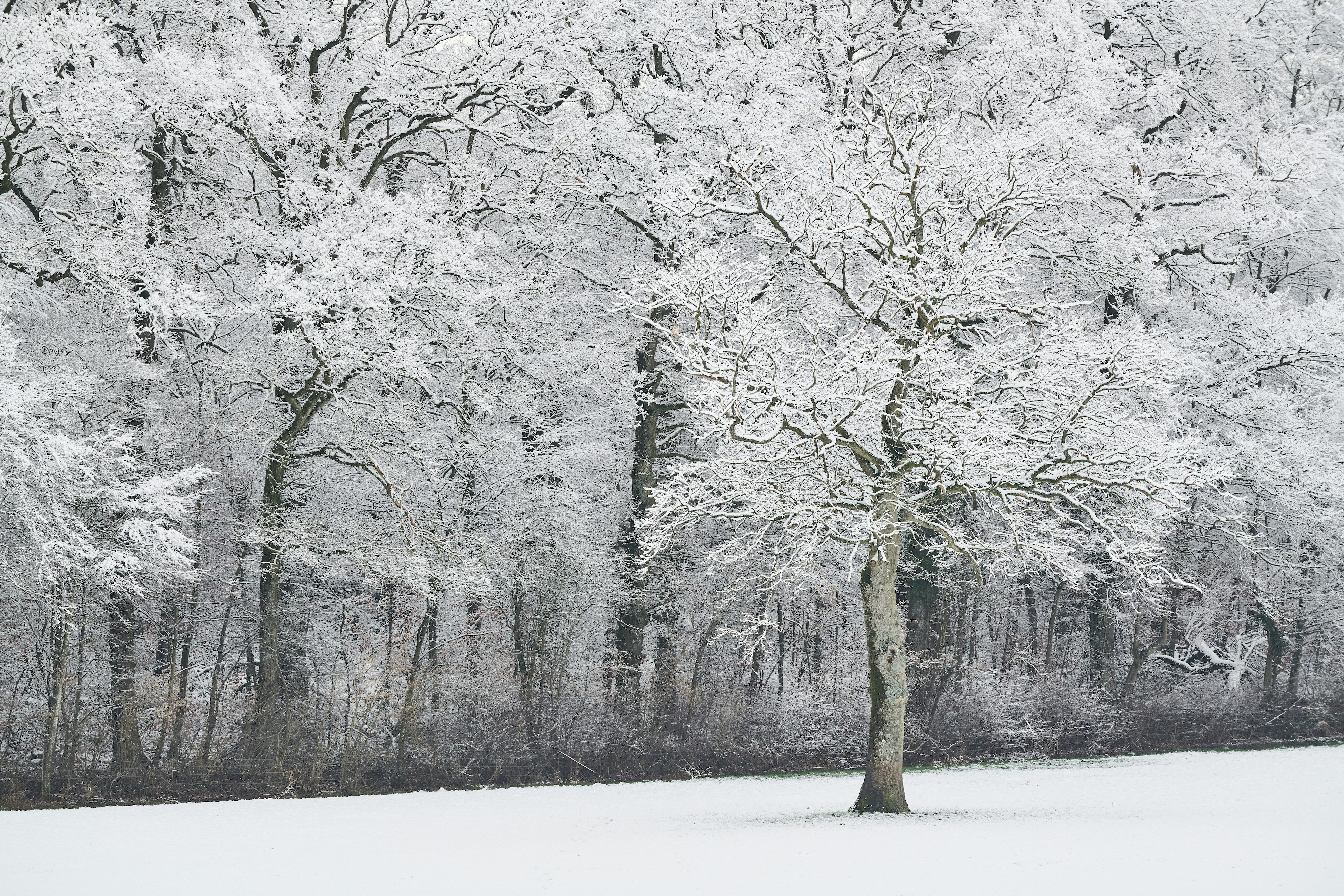 Photo by johnygoerend