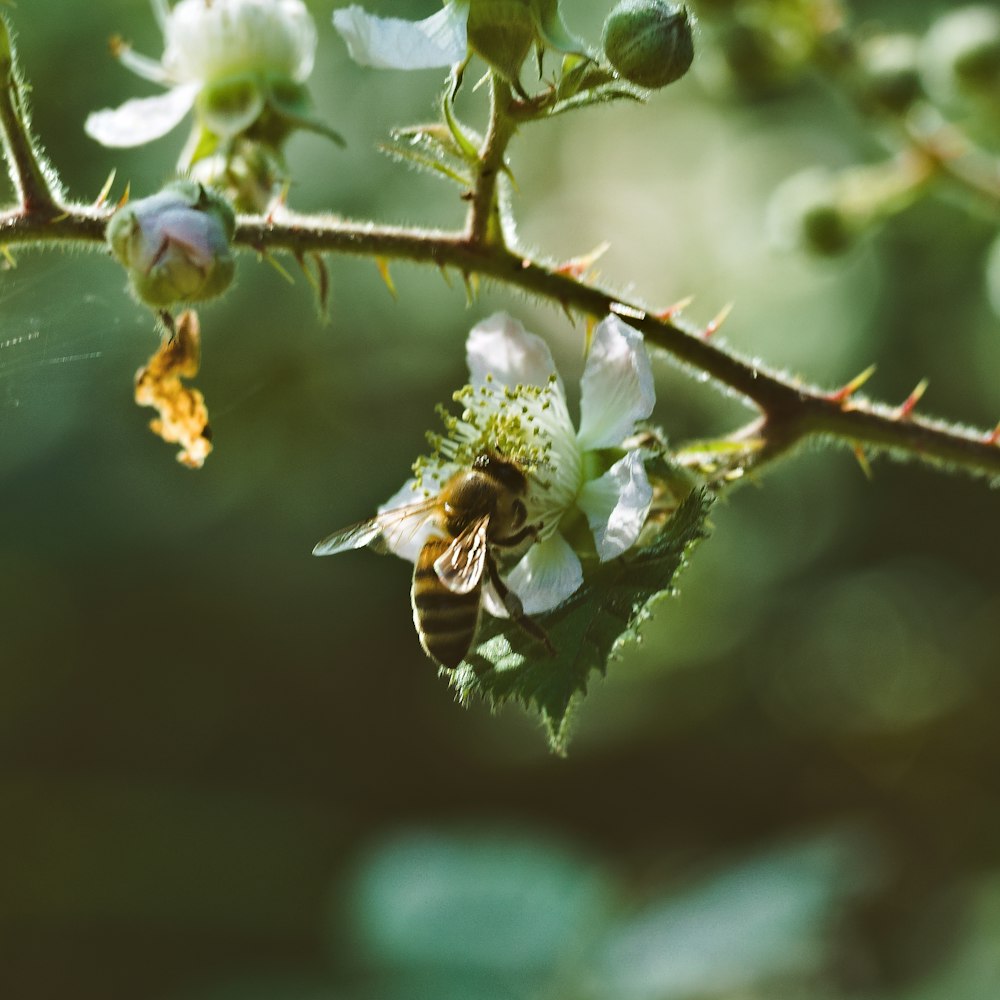 abelha amarela e preta na flor branca