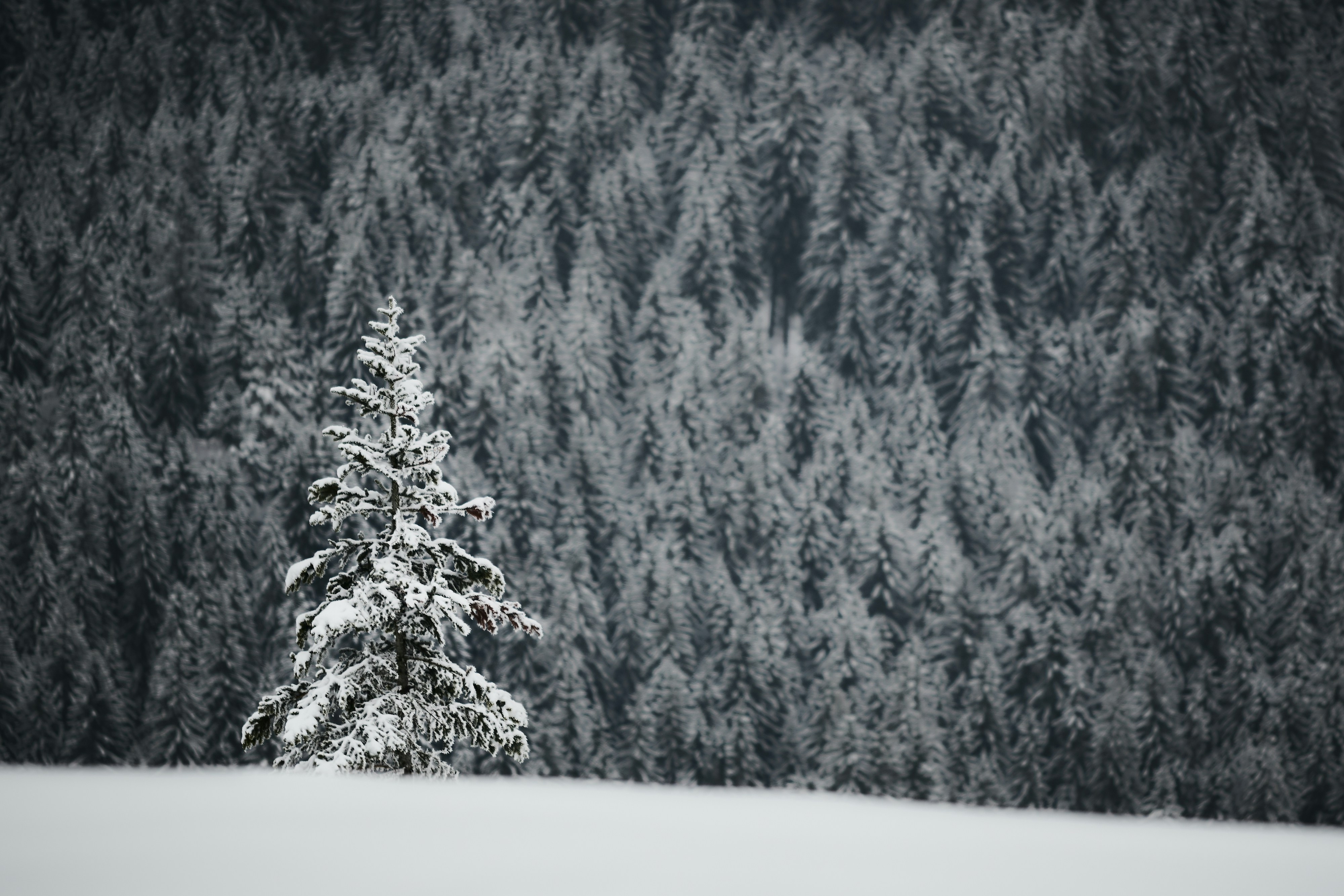 Photo by johnygoerend