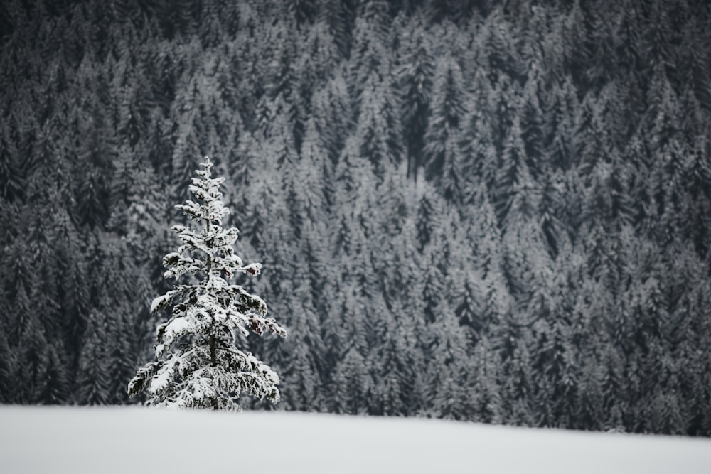 green pine tree covered with snow