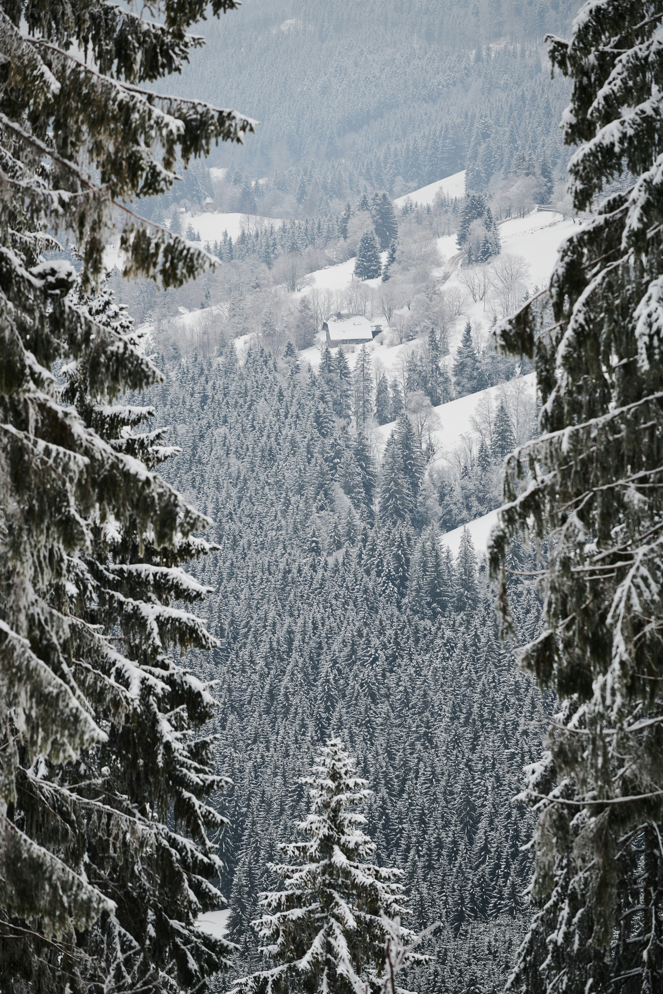 snow covered trees during daytime