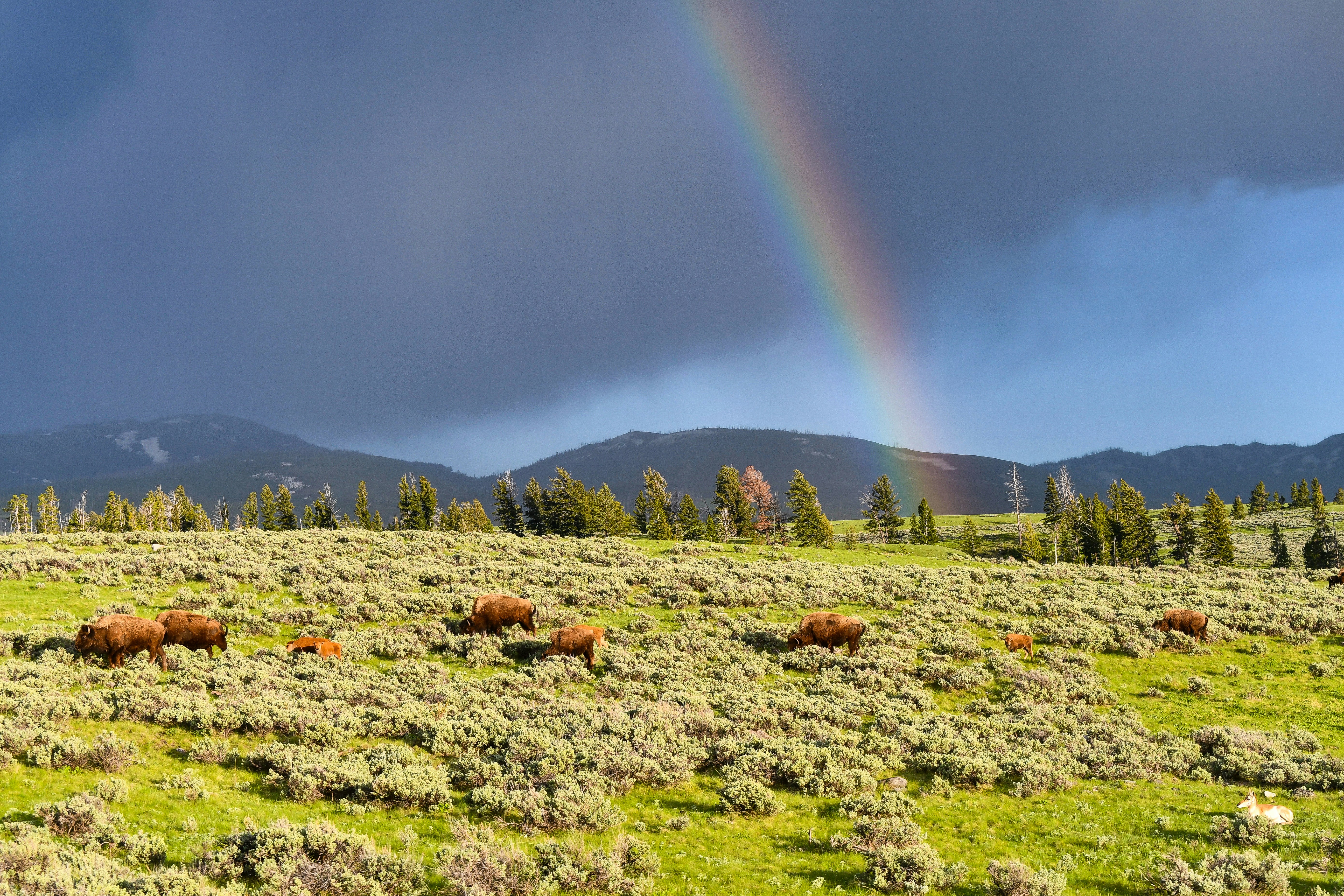 green grass field with horses during daytime