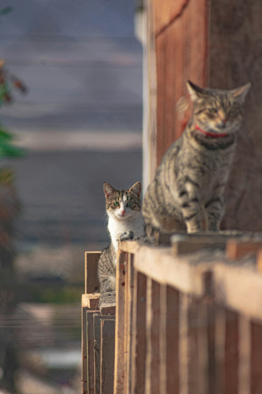 brown tabby cat on brown wooden fence during daytime