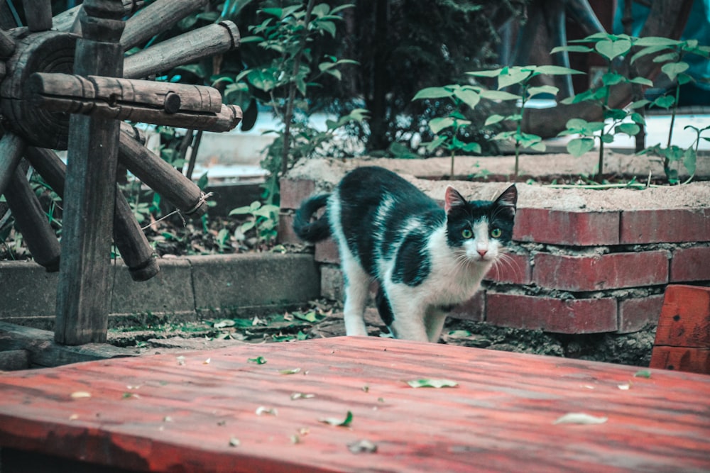 black and white cat on brown brick wall