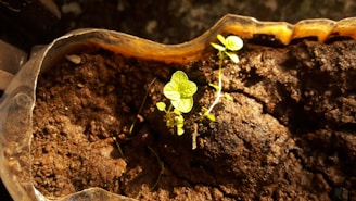 A small plant sprouting from soil next to a grow merch metal can.