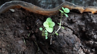 Close-up of a vibrant green plant growing strong roots in rich soil, symbolizing growth and strength.