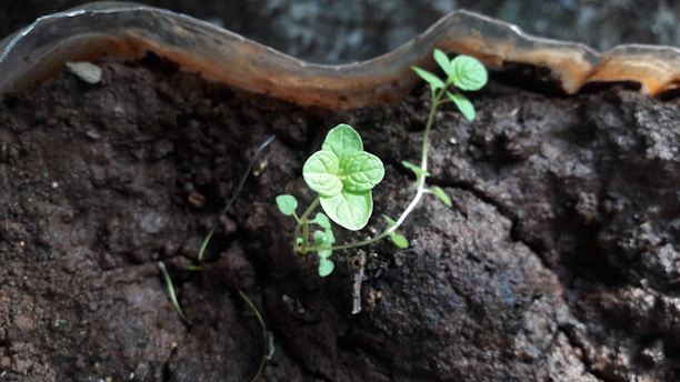 Close-up of a vibrant green plant growing strong roots in rich soil, symbolizing growth and strength.