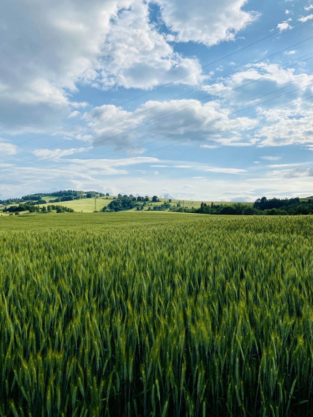 green grass field under blue sky and white clouds during daytime