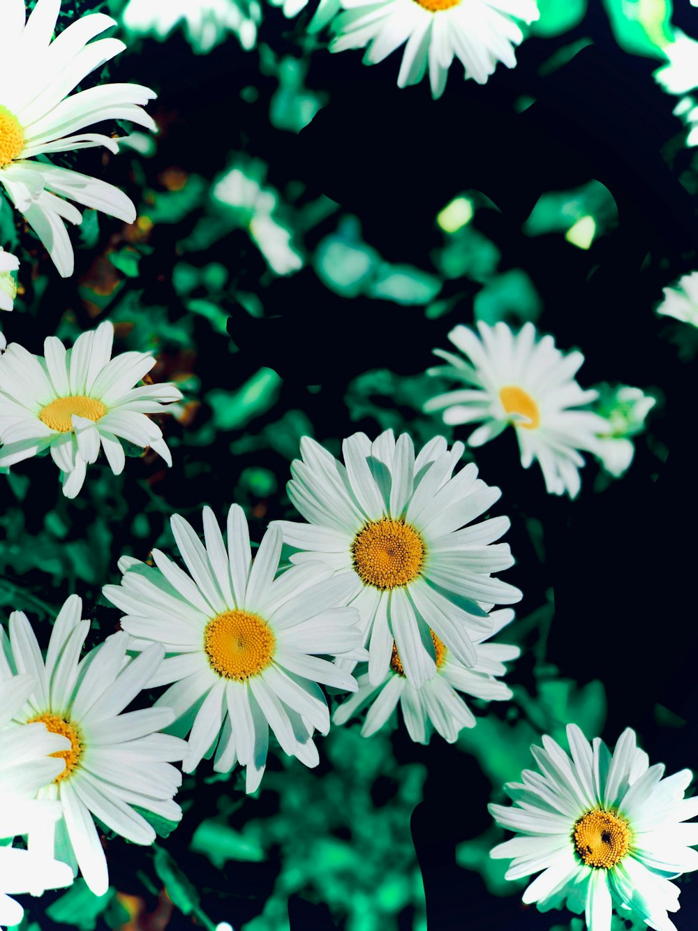 white and yellow daisy flowers