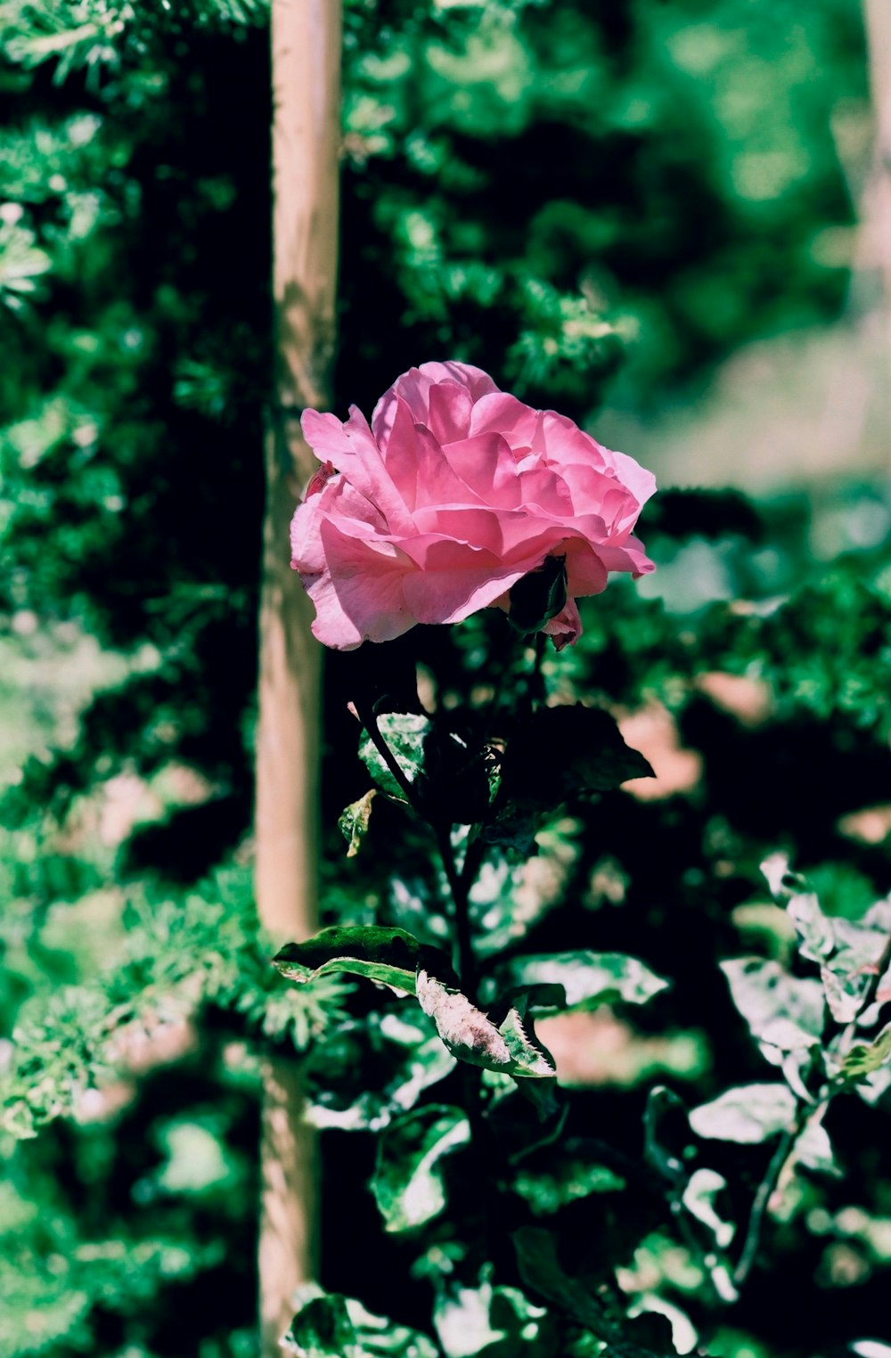 pink flower in tilt shift lens