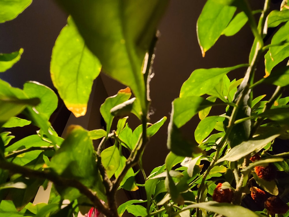 green plant with red round fruits