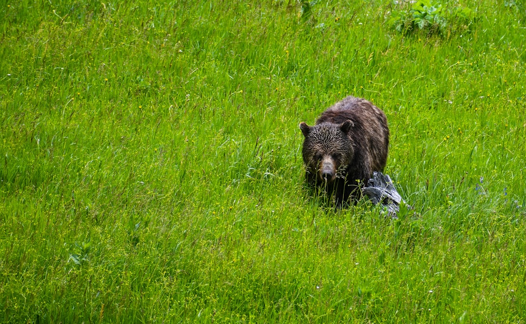 black bear on green grass field during daytime