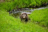 Little Bear looking curiously at a butterfly fluttering nearby during a walk.