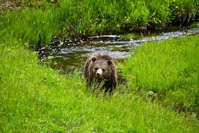 Little Bear looking curiously at a butterfly fluttering nearby during a walk.
