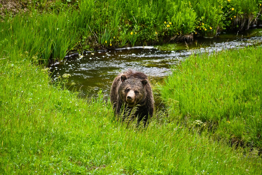grizzly bear on green grass field during daytime