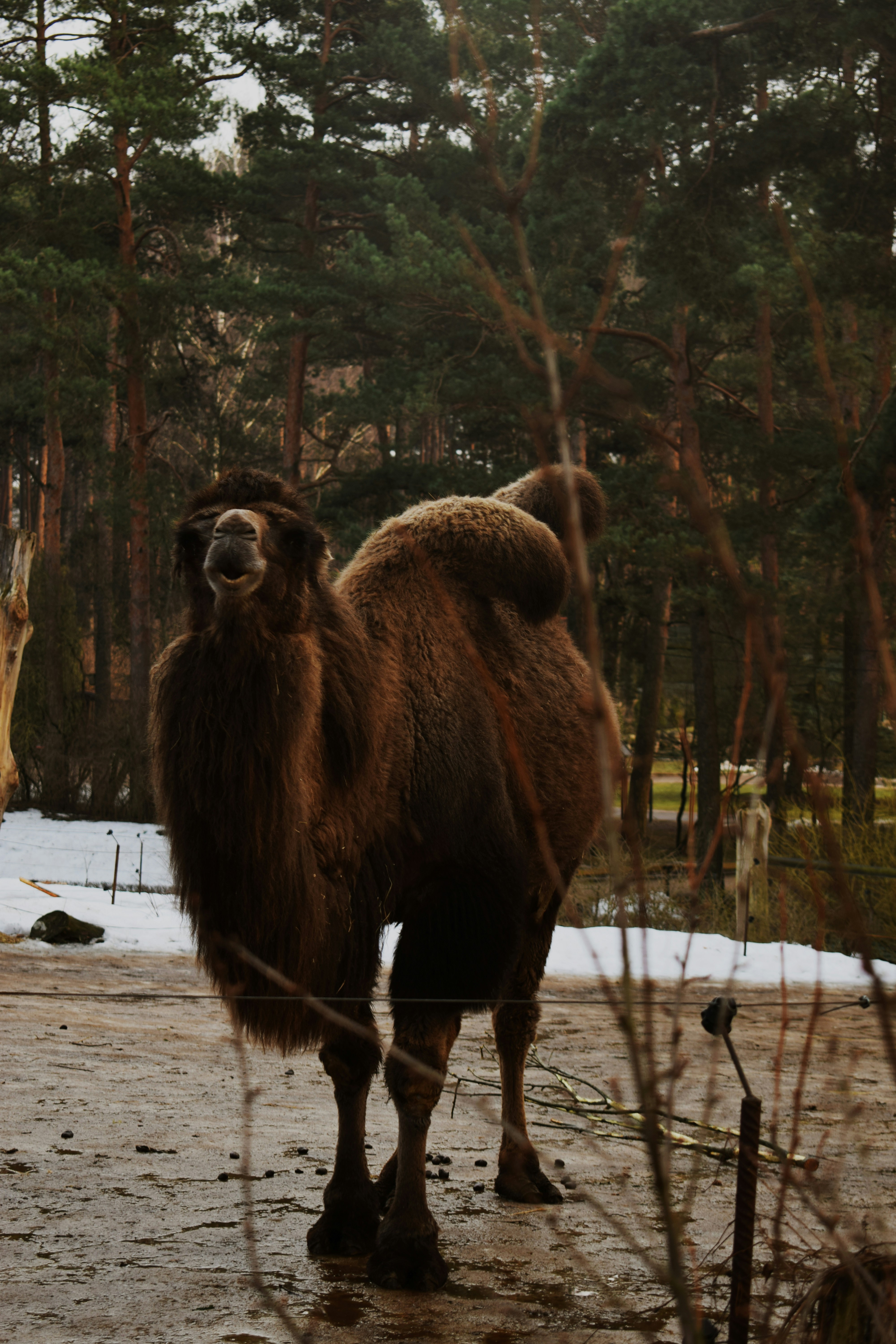 Bactrian Camel