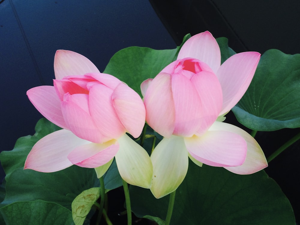 pink and white flower with green leaves