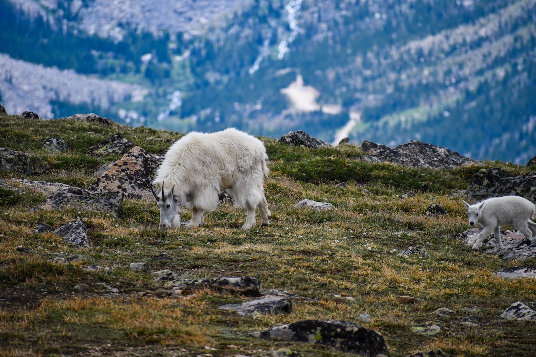 white animal on green grass field during daytime