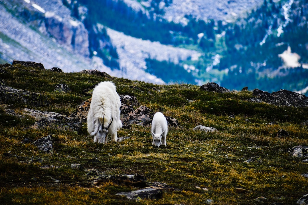 white sheep on green grass during daytime