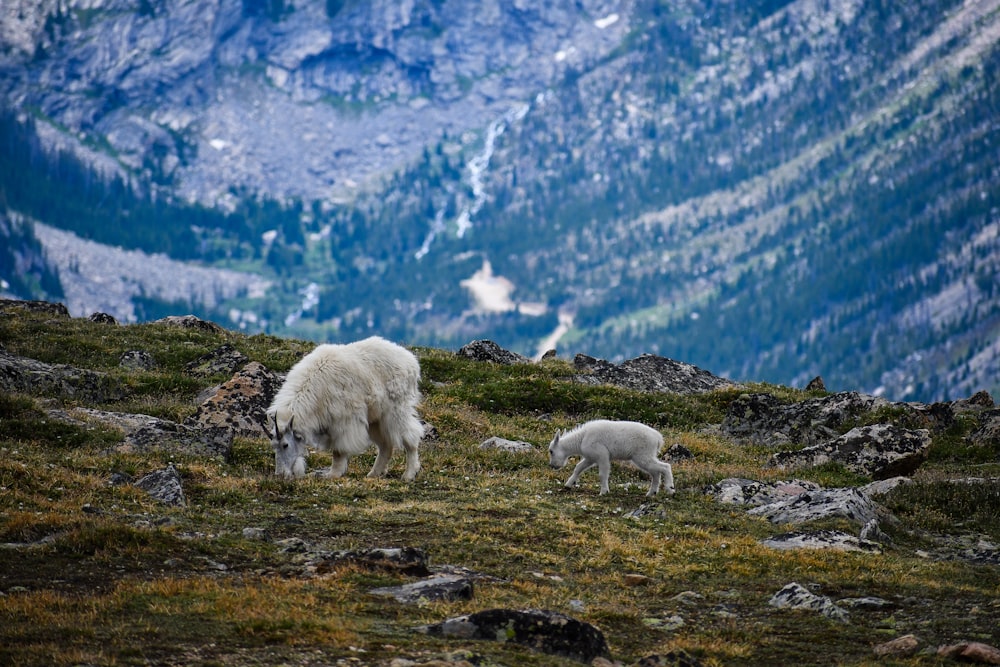 white sheep on green grass field during daytime