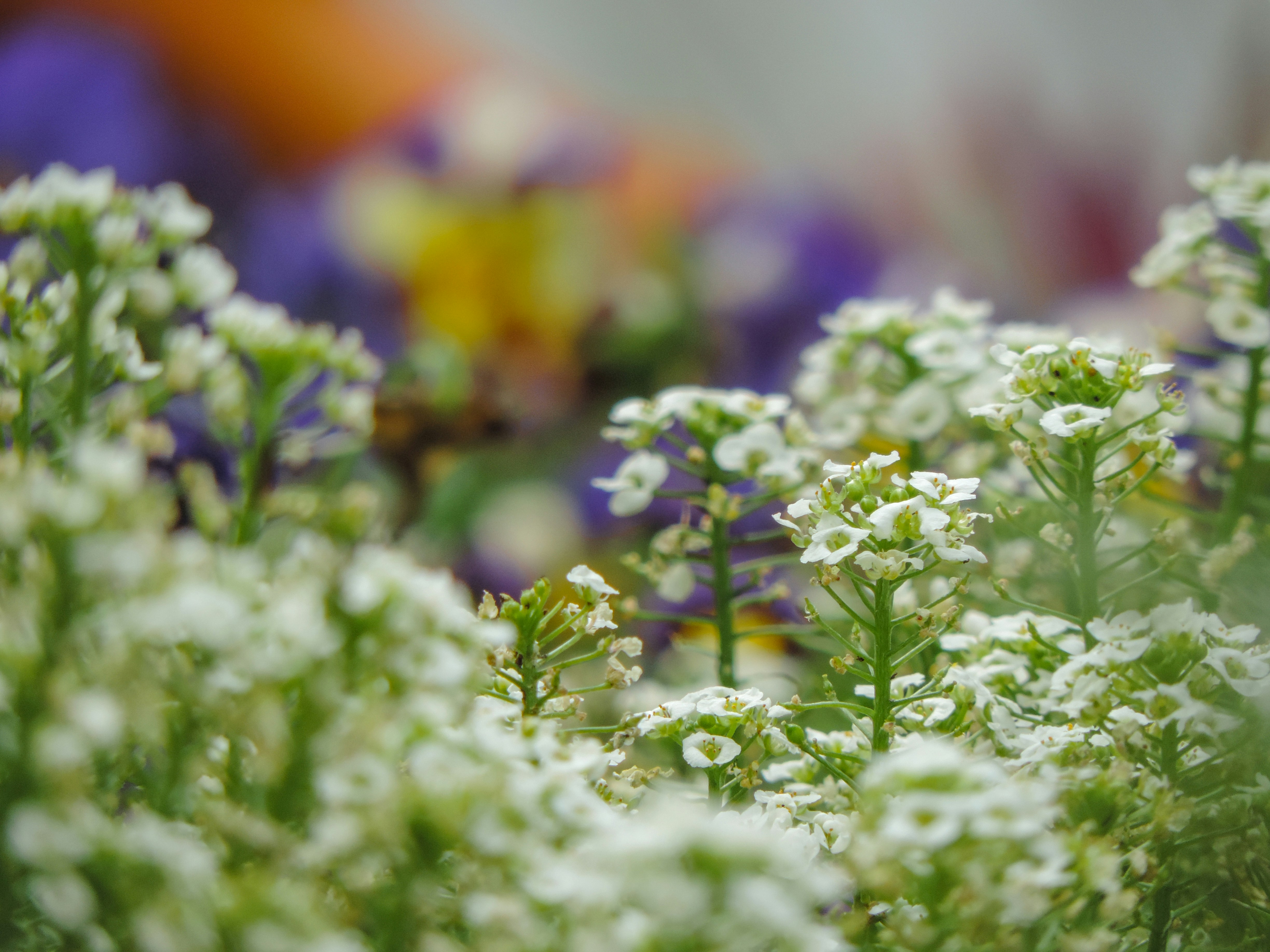 Photo by eduschadesoares