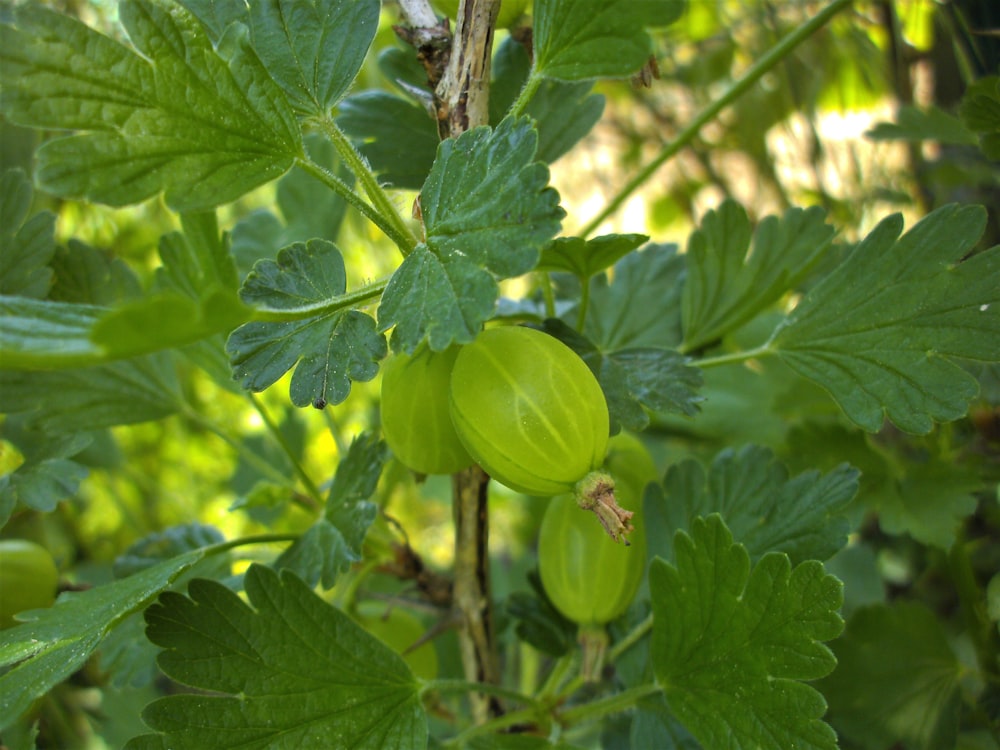 green oval fruit on tree branch during daytime