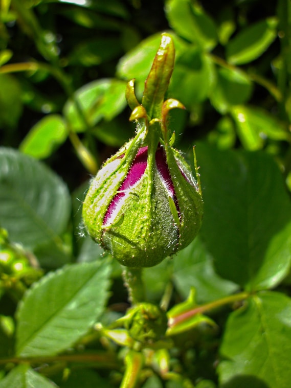 purple flower bud with green leaves