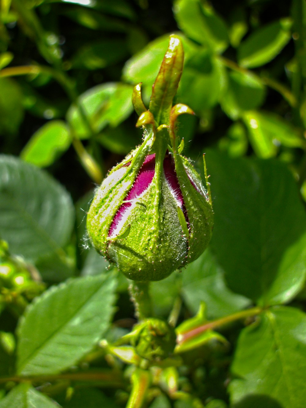 capullo de flor púrpura con hojas verdes