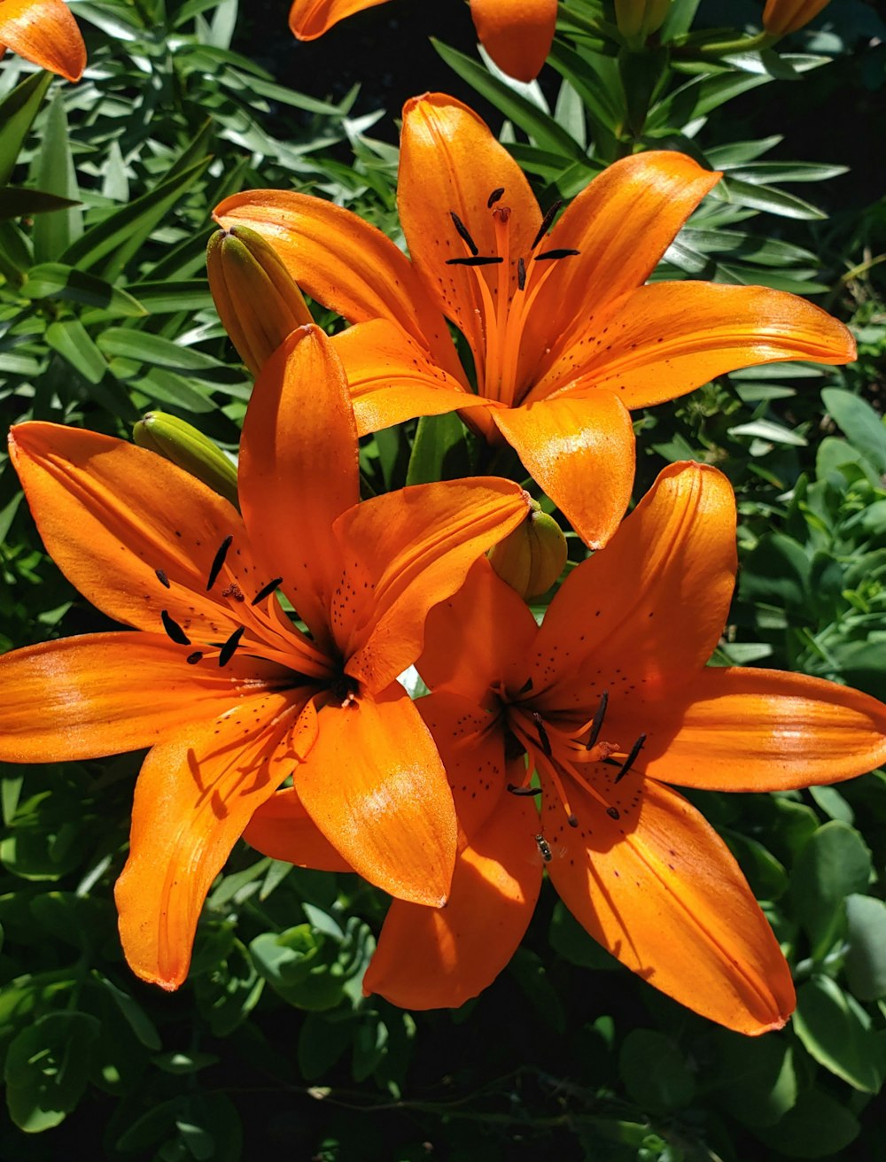 orange lily in bloom during daytime