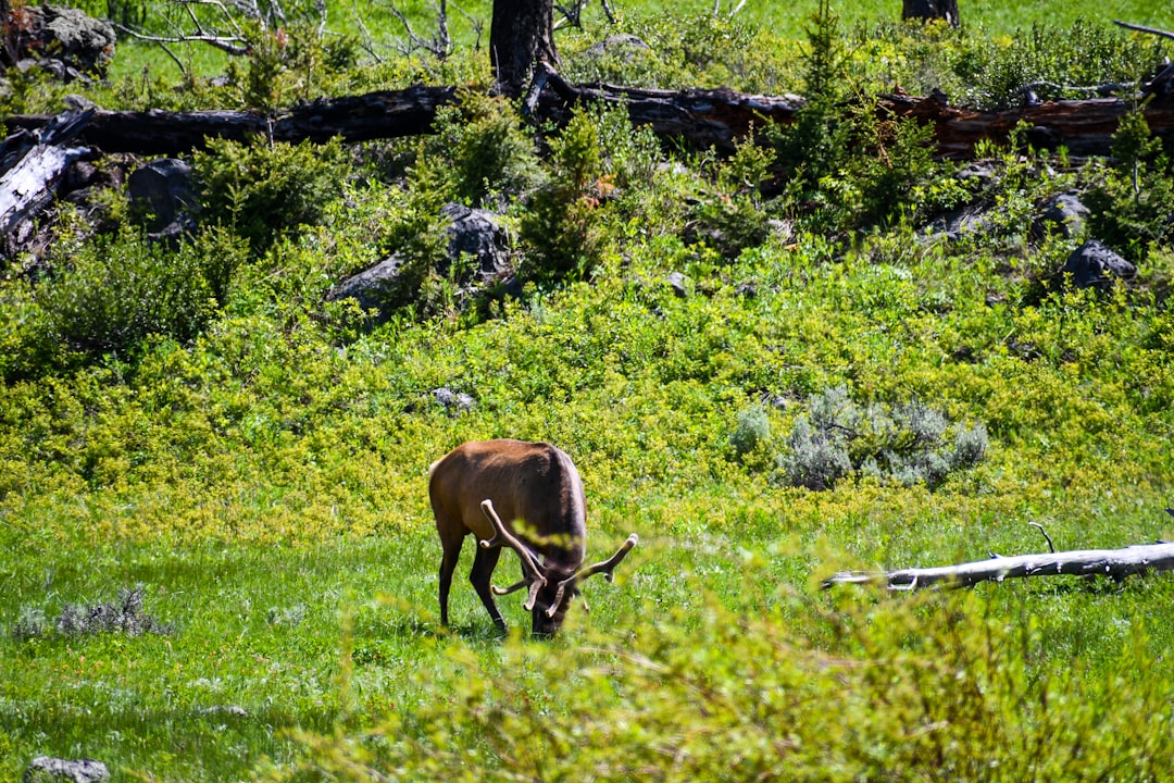 brown cow on green grass field during daytime