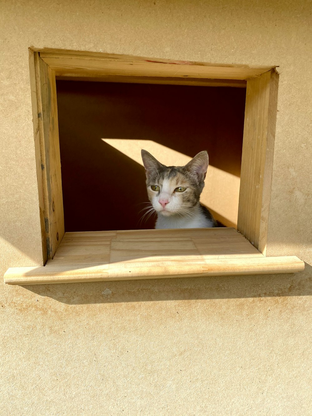 white and gray cat in brown wooden box