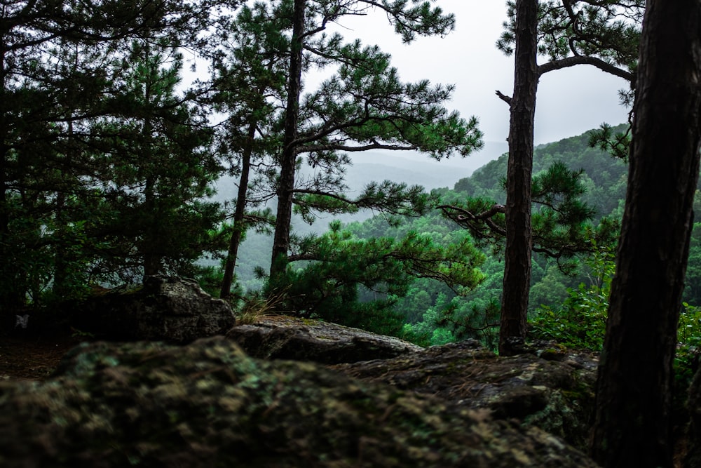 alberi verdi vicino allo specchio d'acqua durante il giorno