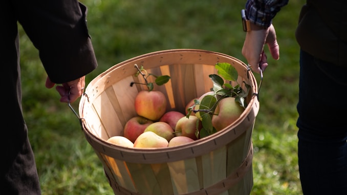 green and red apples in brown wooden bucket