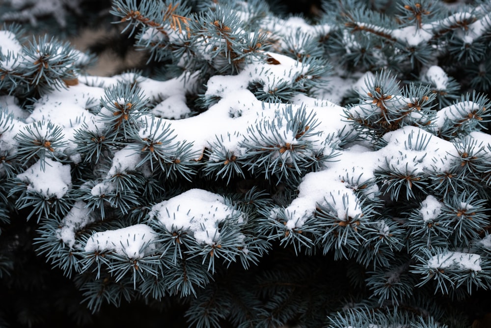 white snow on green pine tree