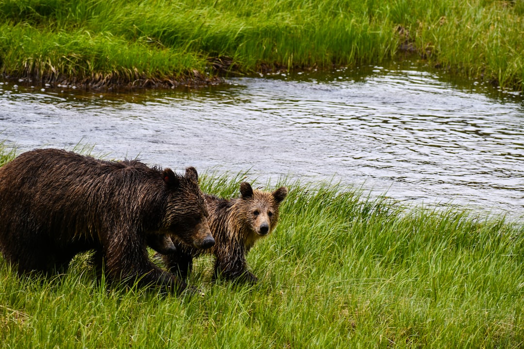 brown bear on green grass field during daytime