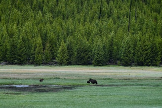 A vast green meadow with a dense forest of tall evergreen trees in the background. Two bears can be seen roaming in the open grassy area, creating a serene wildlife scene.